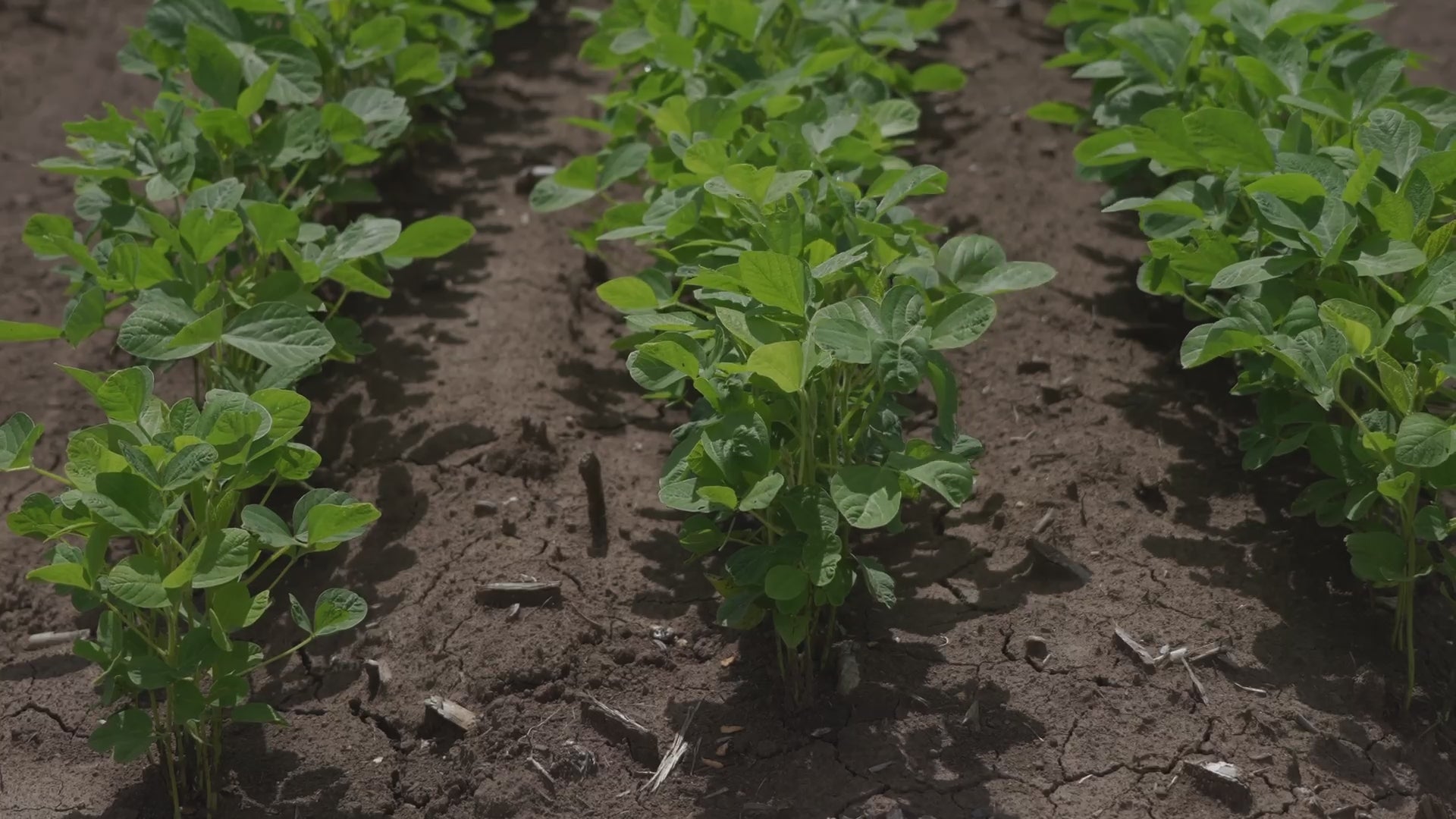 All Natural Farm Grown Soy Wax Video Banner